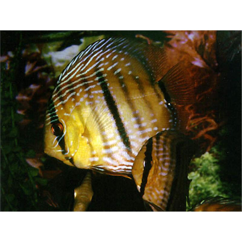 Symphysodon wild heckel - imagine 5